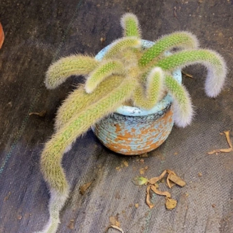 九尾狐多肉植物2890