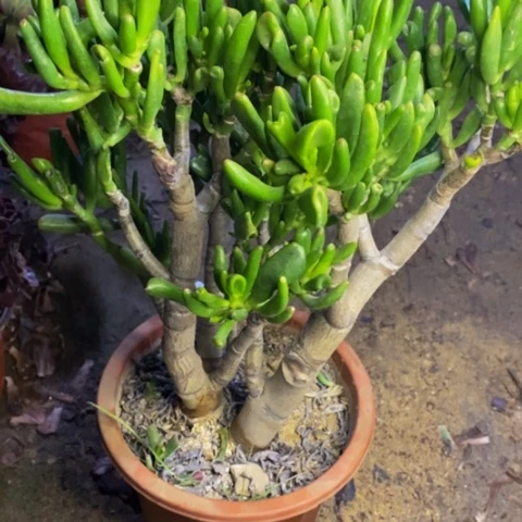 吸财树多肉植物0429