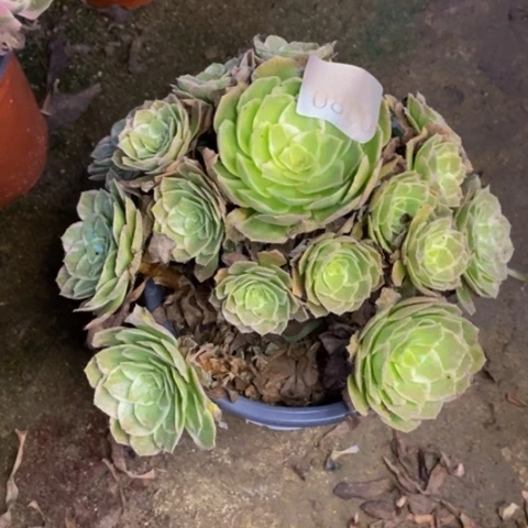 海王多肉植物0880