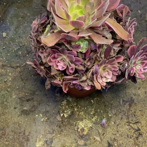美杜莎多肉植物0445