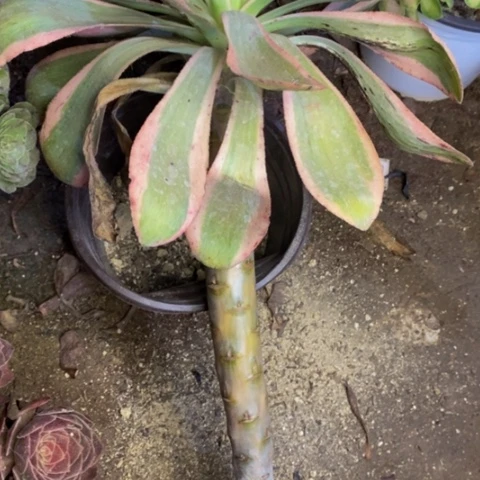 燕子锦多肉植物0187