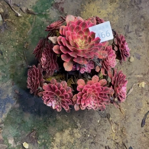 黑瞳白多肉植物1466