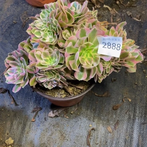 女巫多肉植物2888