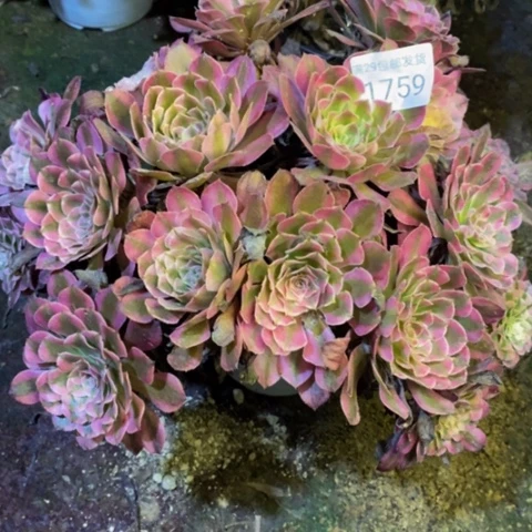 粉铜白多肉植物1759