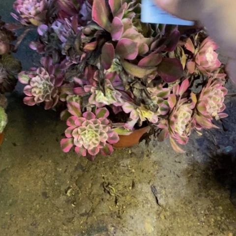 红铜白不周正多肉1468