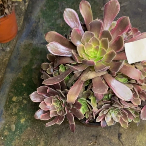 金丝却多肉植物0810