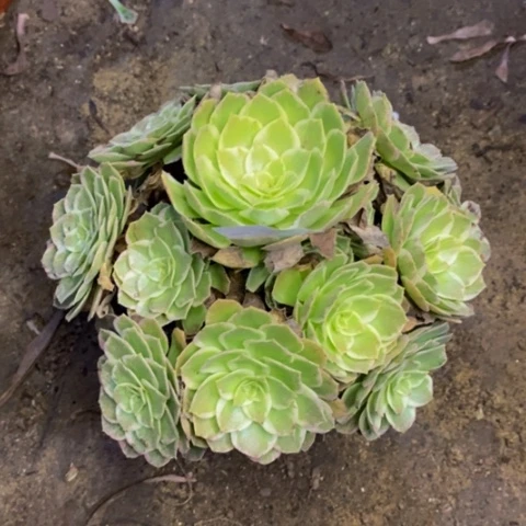 海王多肉植物0971