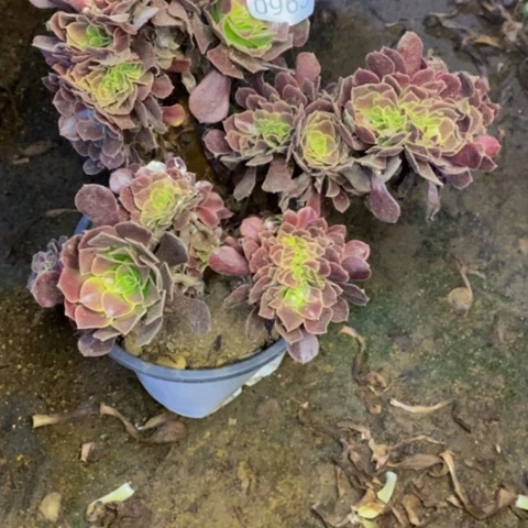 欧嘉丽多肉植物0963