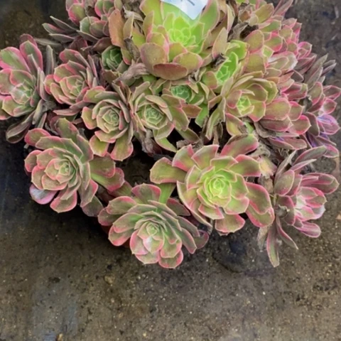 安娜多肉植物1480