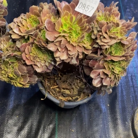 欧紫多肉植物0857