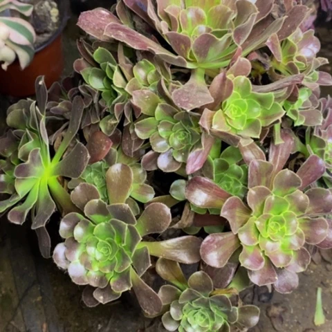 欧欧拉多肉植物1135