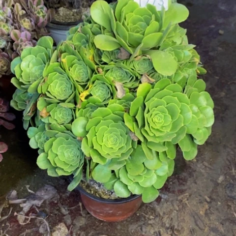 绿阳绒多肉植物1773