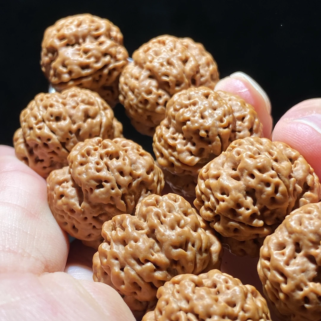 龙阙-22梅花蜂王终结者尼泊尔大金刚巨肉梅花双龙金刚菩提