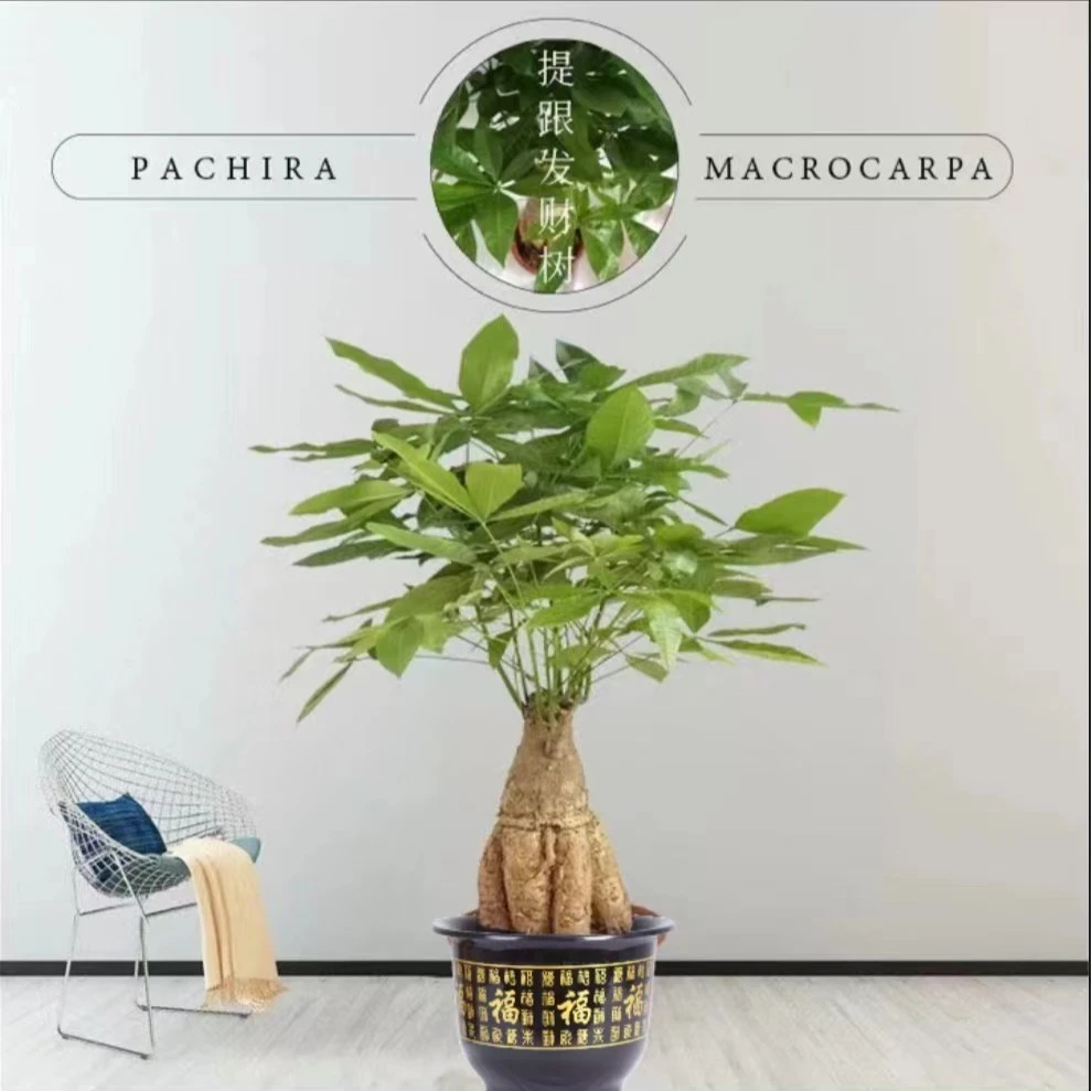 盆栽怪头大头大棵室内花卉绿植办公室发财树大棵盆栽
