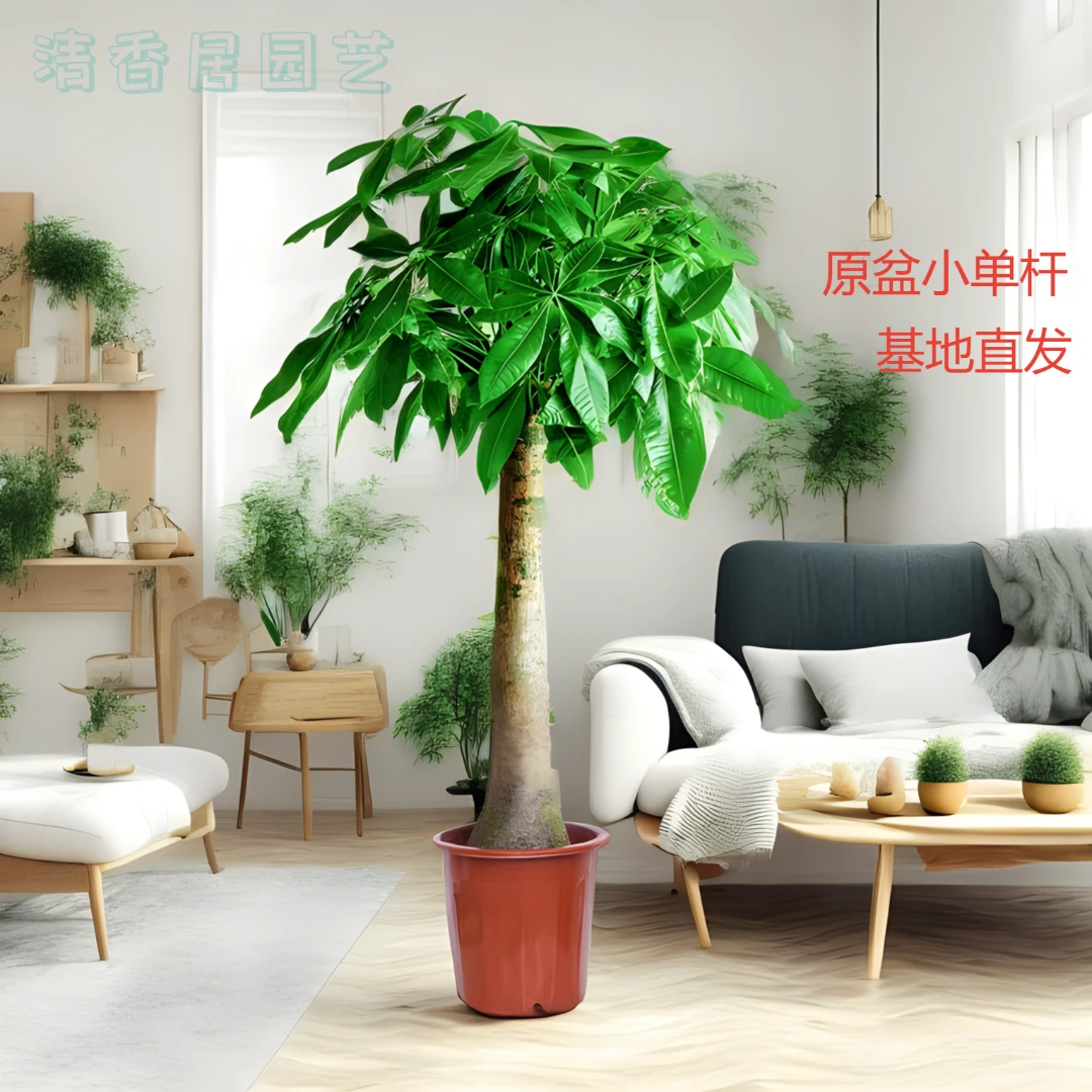 原盆红盆单杆盆栽绿植花卉净化空气开业发财树大棵盆栽