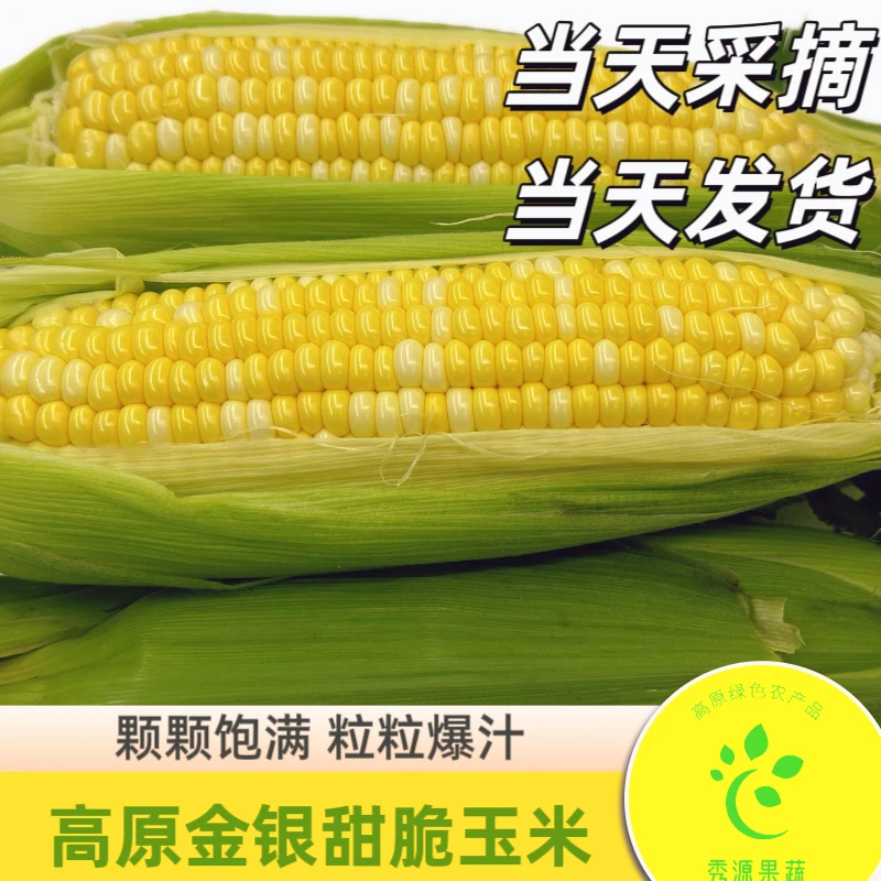 【精品特级】云南金银水果玉米甜玉米新鲜代餐即食饱满带皮3/ 5/9斤