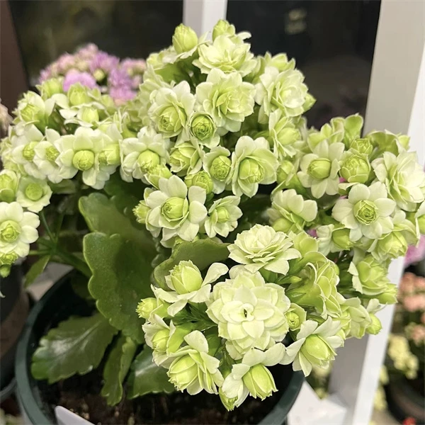 【绿巴黎 8cm小盆】重瓣大花