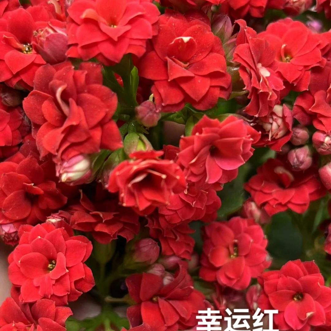 【幸运红红运8cm小盆和11cm盆】重瓣大花