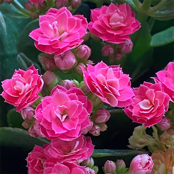 【阿加西  10cm盆】重瓣大花 0℃地区请拍保温，不拍冻坏不赔