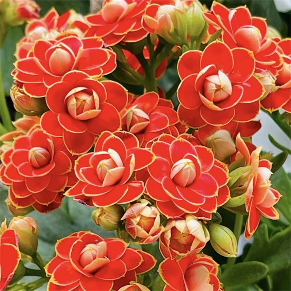 【金狐狸 10cm盆】 （花苞偏少） 0℃地区请拍保温，不拍冻坏不赔