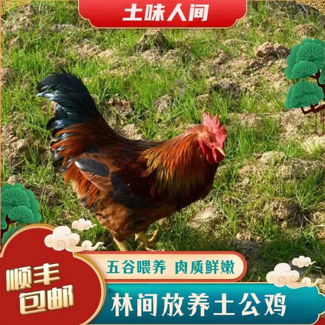 （冷链发货）拍一发三只正宗散养土鸡公鸡黑爪（冷链发货）