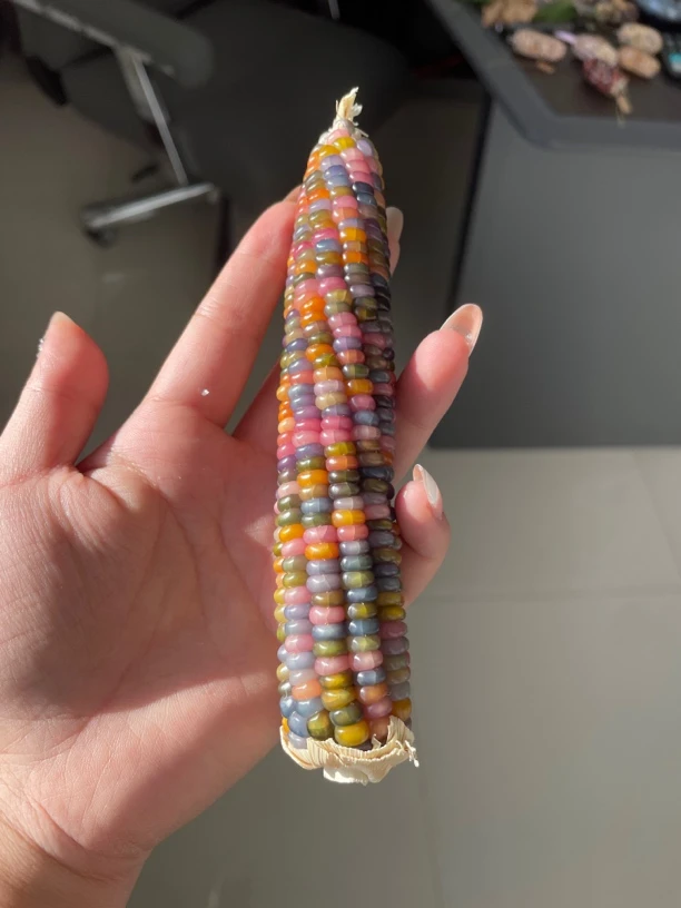 文玩小玉米直播间 专用链接 一物一拍