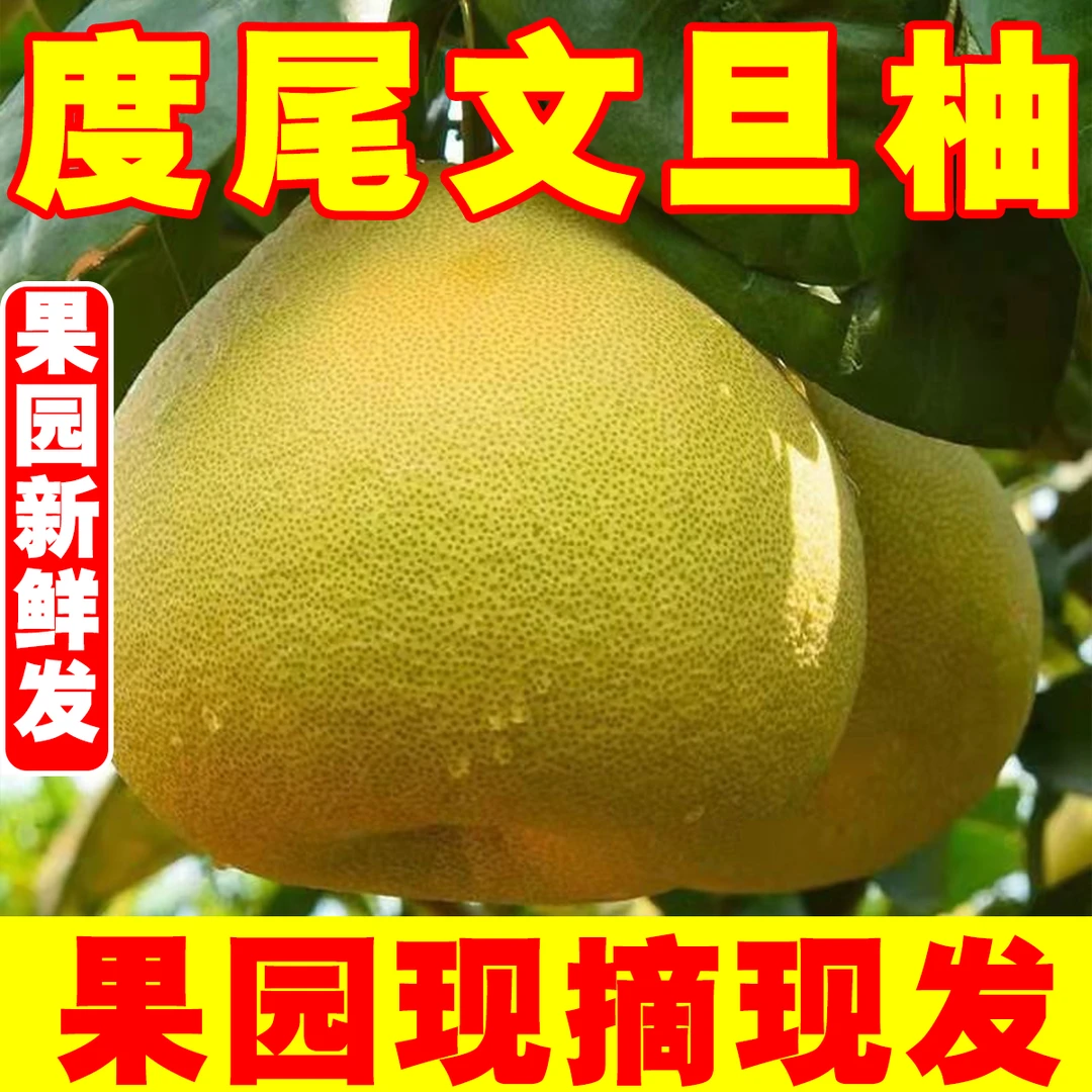 【优选无孔好果】正宗度尾文旦柚正宗福建仙游蜜柚子果园现摘现发
