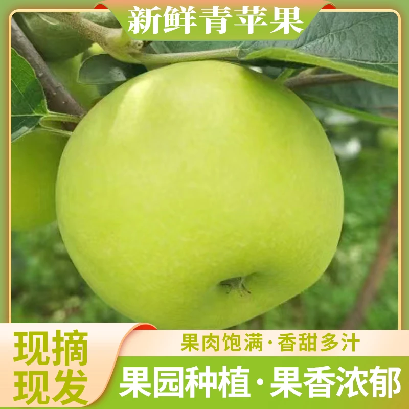 云南昭通青苹果3斤5斤果园种植现摘现发果大饱满香甜多汁产地直发