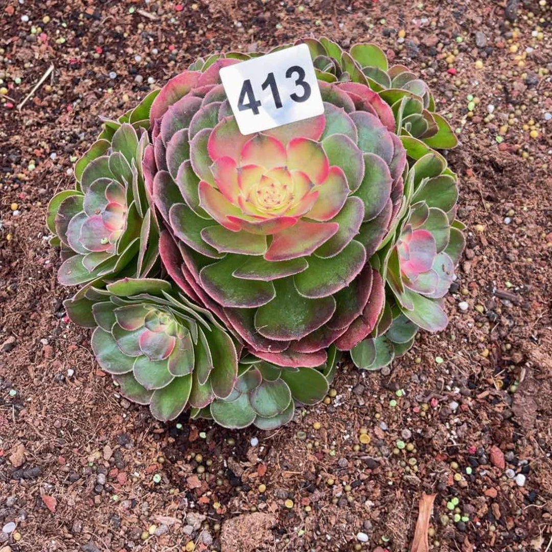 山****✨413多肉法师荔枝