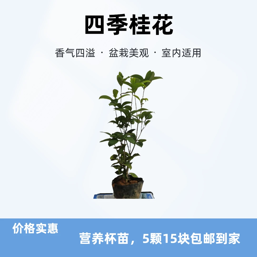 四季桂花树苗桂花盆景桂花盆栽四季桂花清香绿植开花室内室外种植