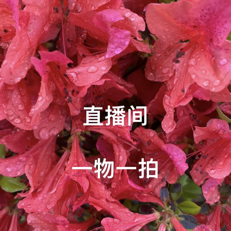 侯氏盆景通用链接，单拍无效，直播间看货购买有效紫薇三角梅老桩