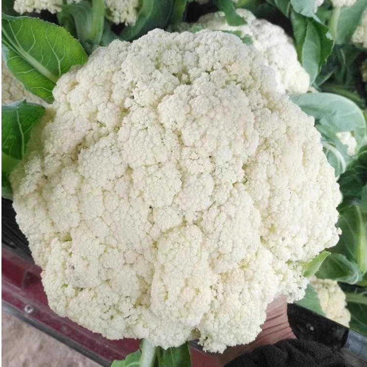 花菜苗松花菜菜花松花菜秧苗 寿光蔬菜产量高 早熟
