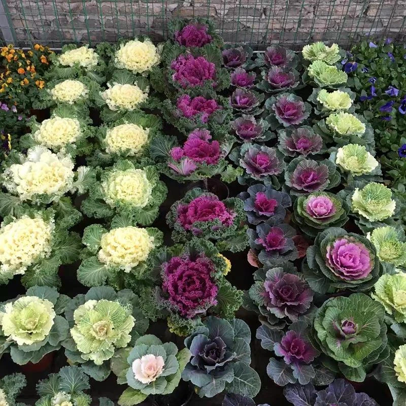 （新品）羽衣甘蓝盆栽