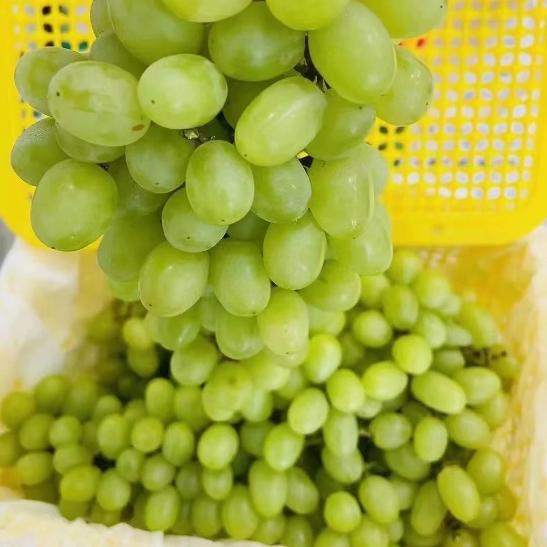 【吃货家优选】新疆小蜜蜂葡萄一箱毛重4.5斤