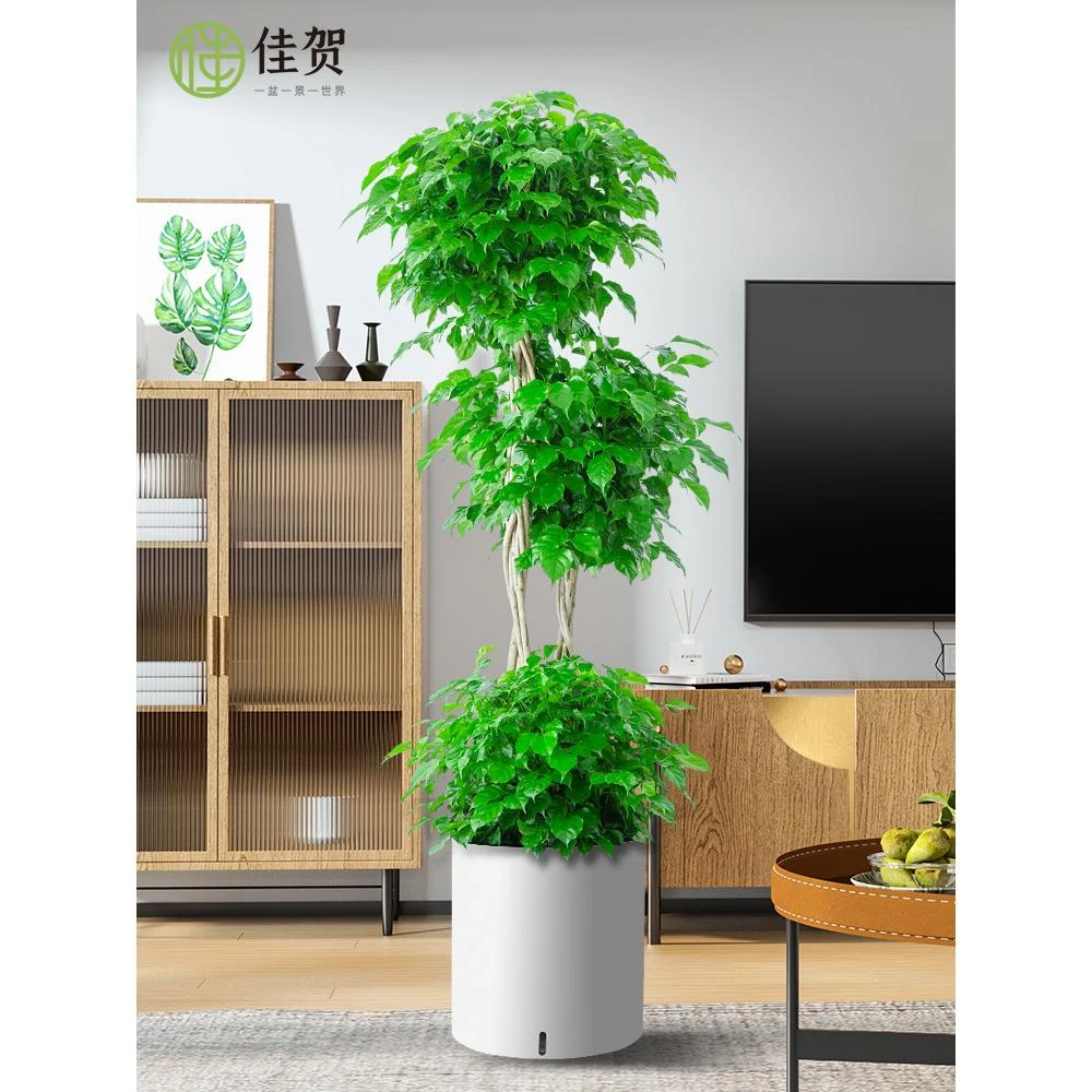 幸福树造型绿宝盆栽绿色植物客厅室内大型绿植办公室乔迁新居好养
