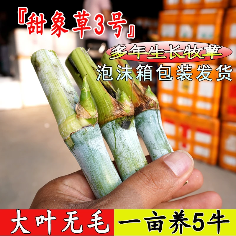 无毛甜象草3号种节巨菌草皇竹草红象草牛羊鱼草料多生长牧草种