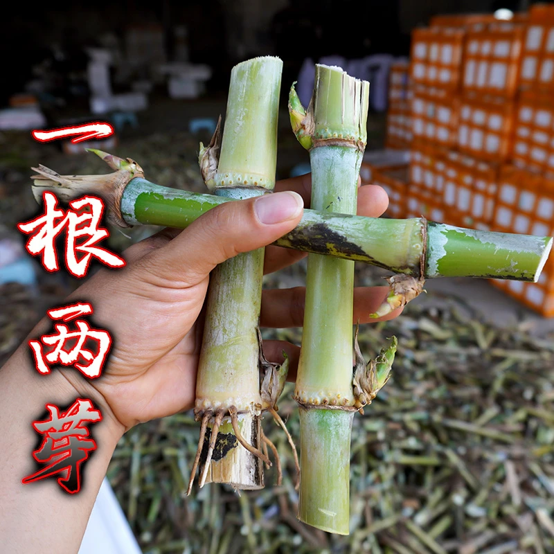 甜象草3号巨菌草皇竹草桂牧一号红象草牛羊猪鸡鱼草料牧草种高产