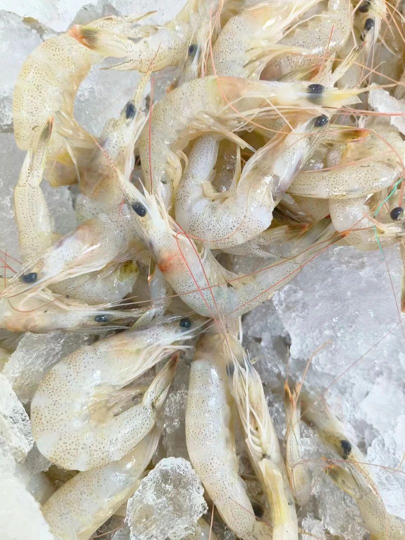 【霞浦海鲜】黄虾  新鲜海捕海鲜黄虾  冷链空运运输