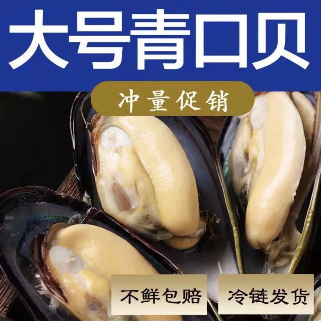 大号 海虹 青口 6斤（保鲜不保活）