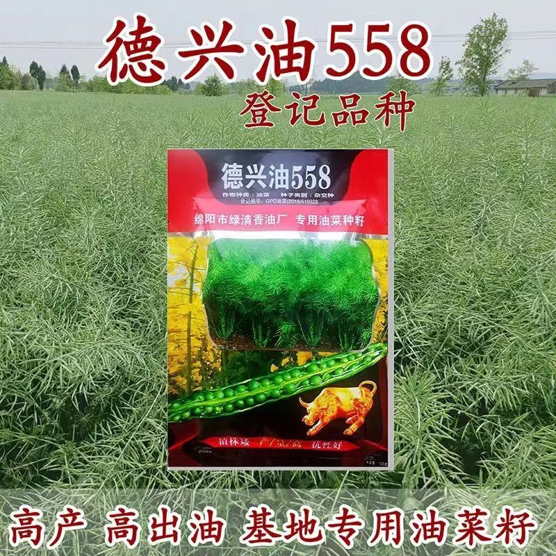 德兴油558 高产杂交油菜种子含油率高油菜籽矮杆耐寒抗倒种植种籽