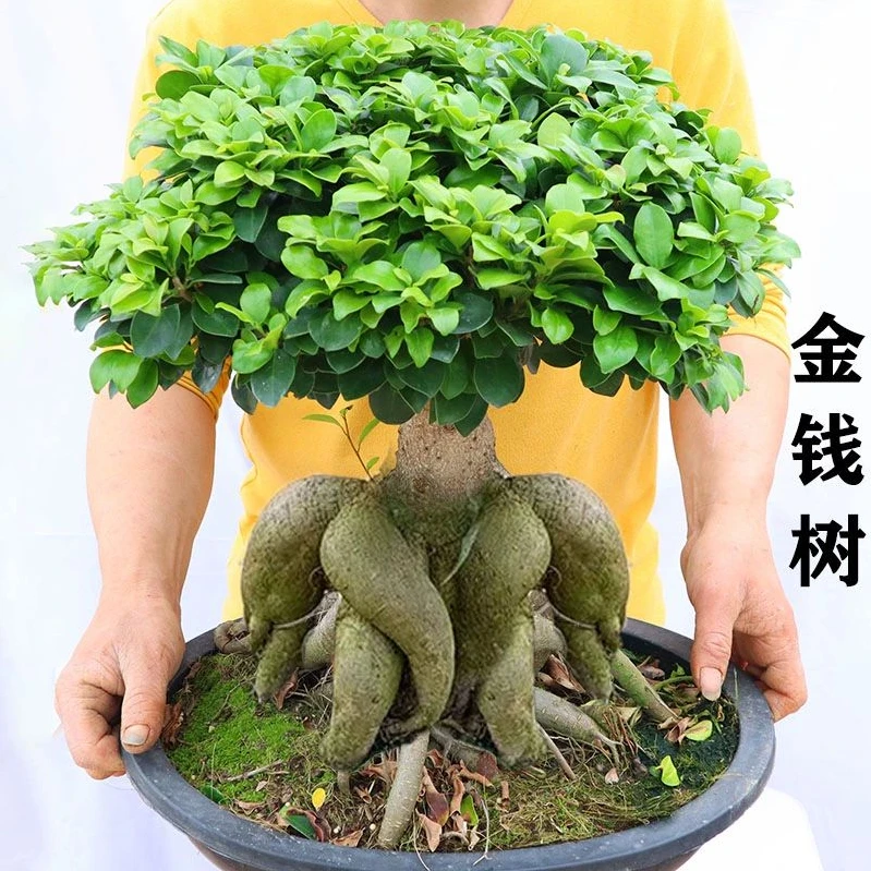 【30年老桩】榕树盆景老桩大型室内造型书房人参榕树盆景四季常绿色