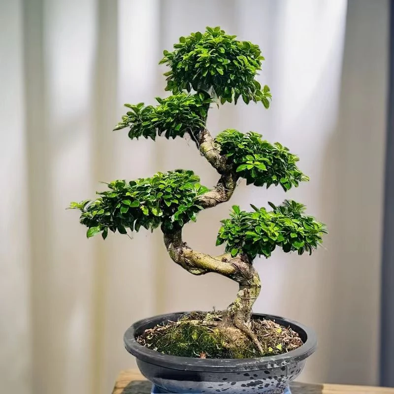 【高度85cm左右】大型榕树盆景人参榕盆栽S弯型室内净化空气观茎树