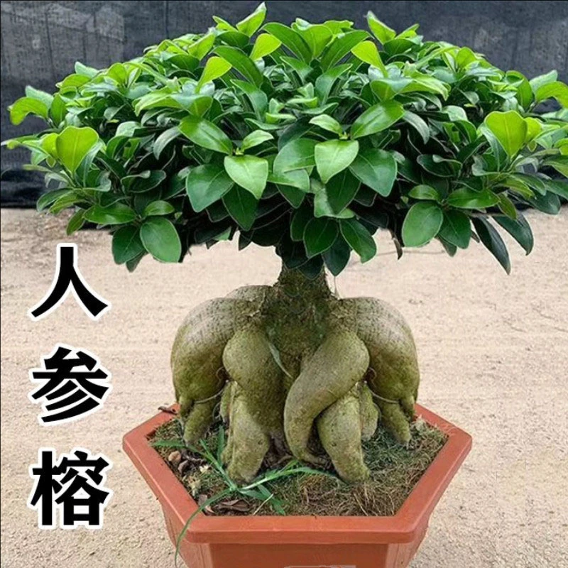 【30年老桩】金钱榕树盆景老桩大型造型书房人参榕树盆景四季常青绿