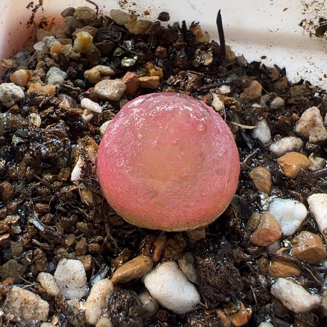 19.146多肉植物百科