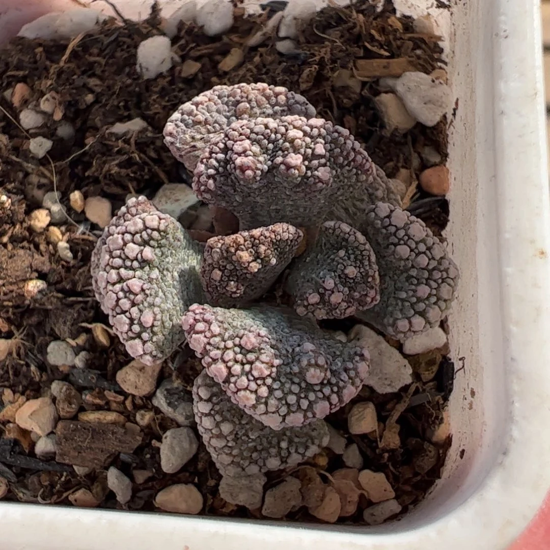 1222多肉植物百科