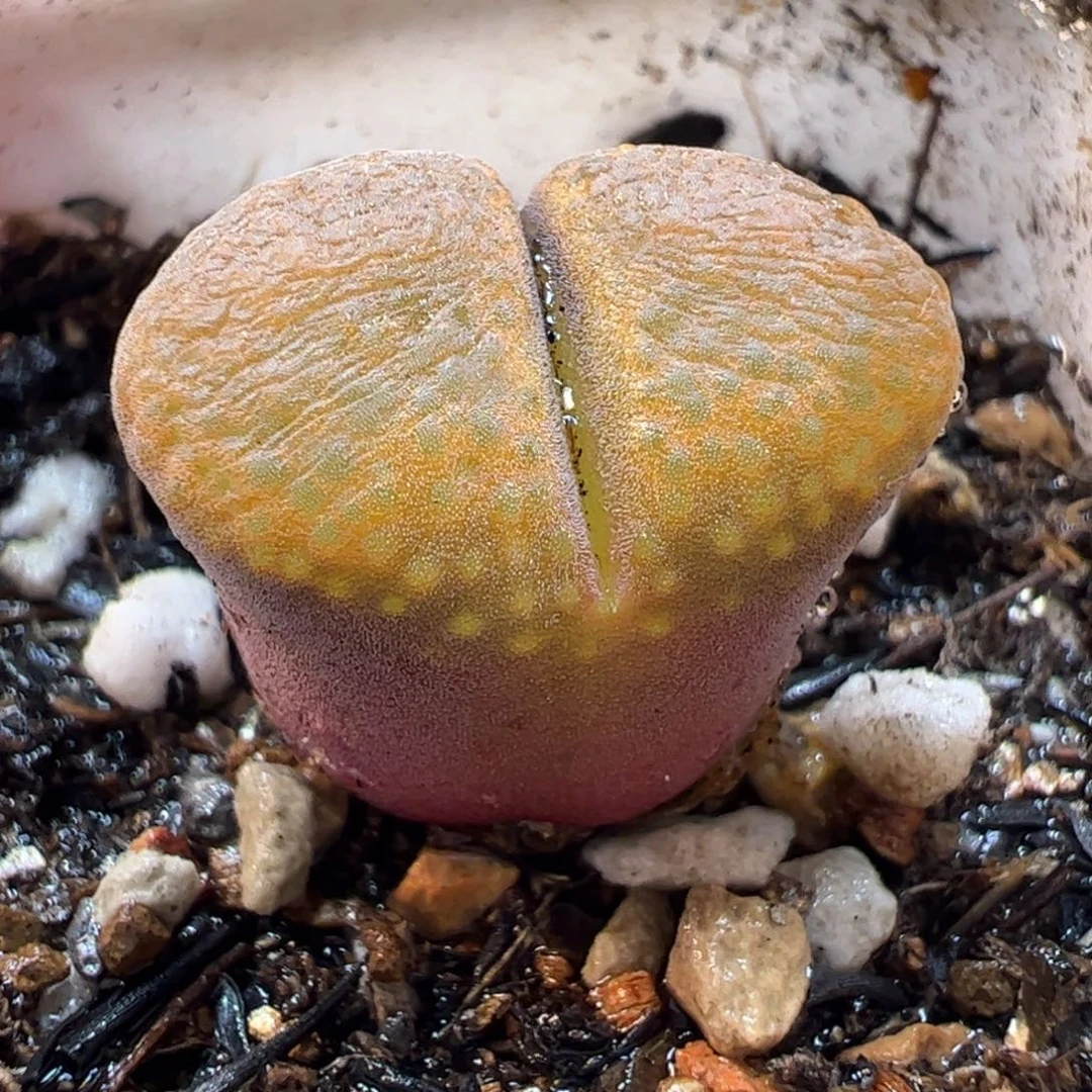 27083多肉植物百科