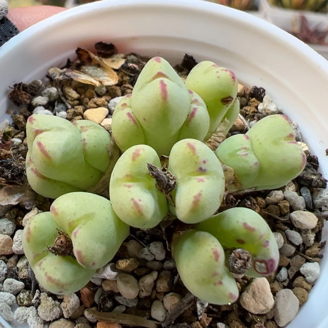 24037多肉植物种类