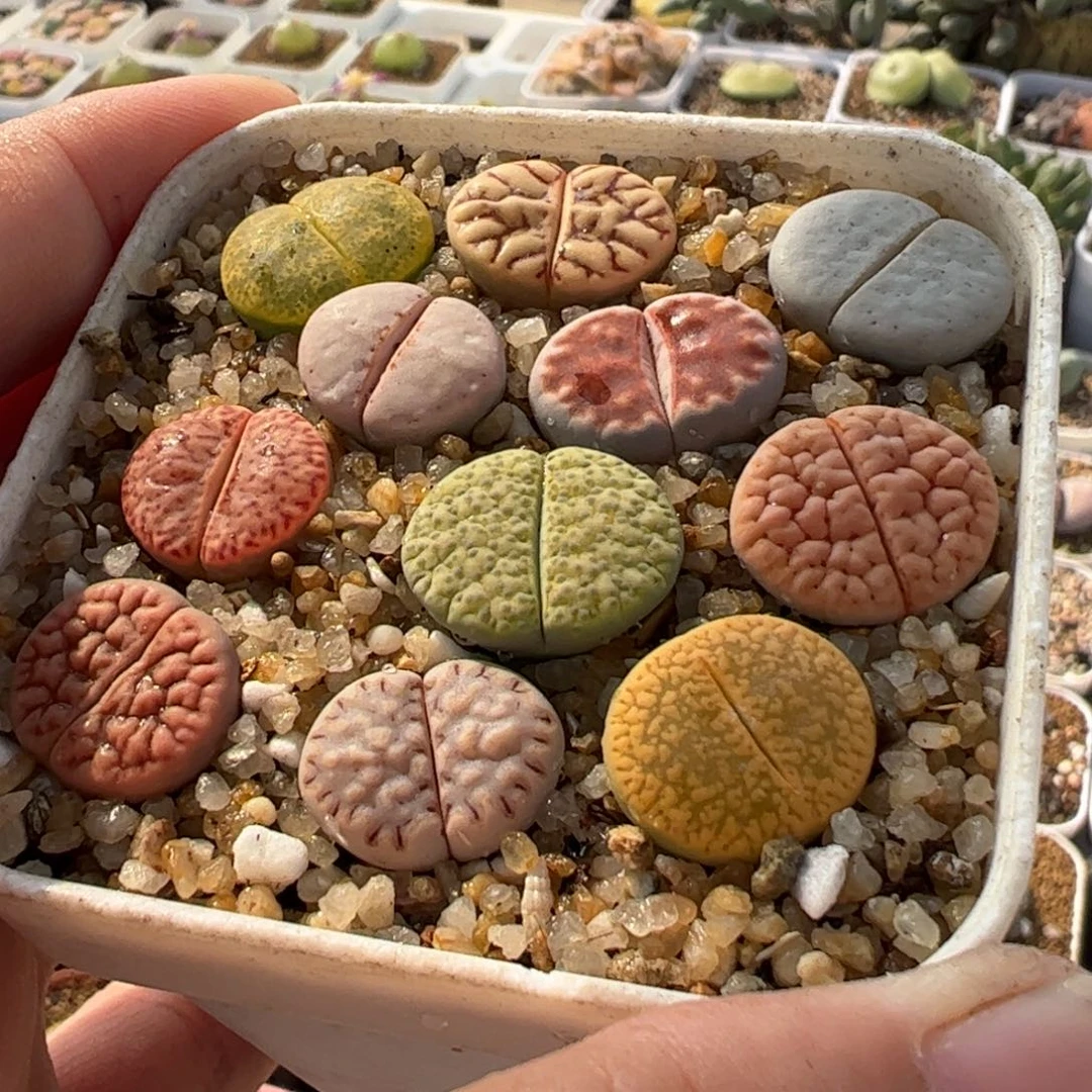 240239多肉植物百科