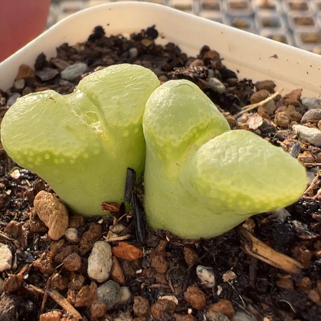 287多肉植物百科