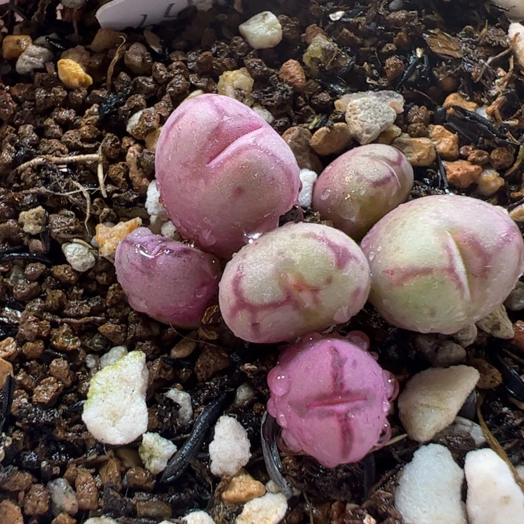 25053多肉植物百科